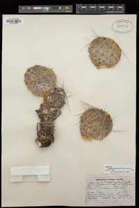 Cylindropuntia echinocarpa image