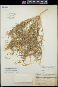 Oligomeris linifolia image