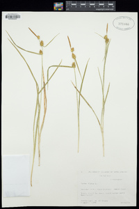 Carex flava image