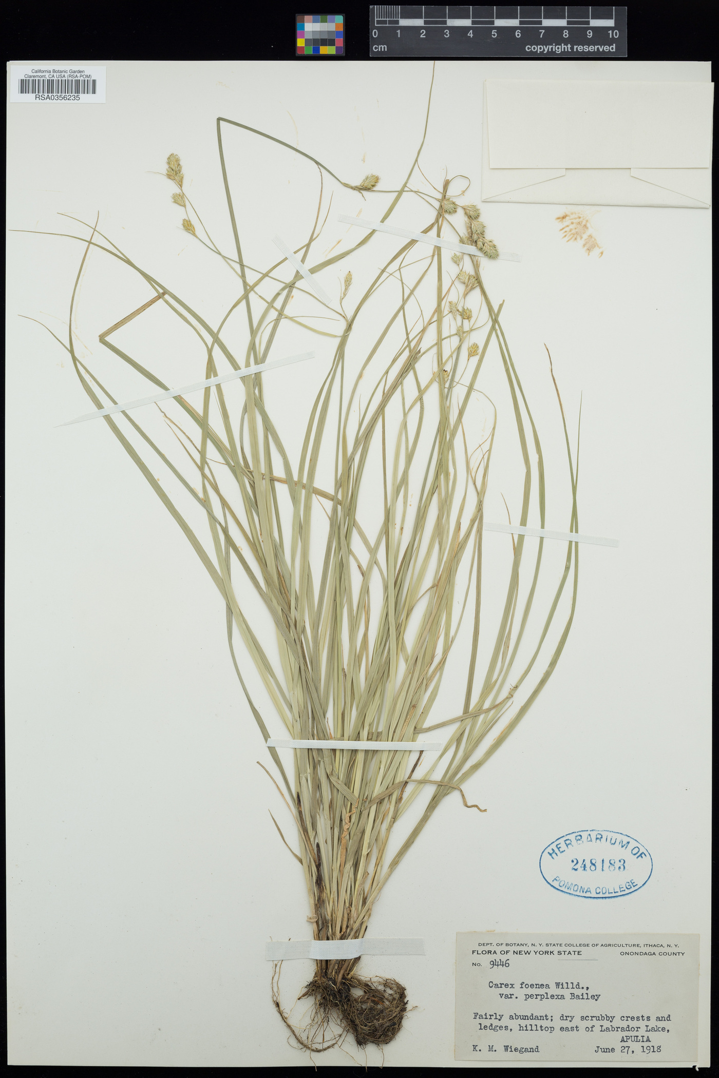 Carex foenea var. perplexa image