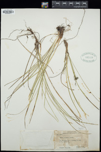 Carex geyeri image