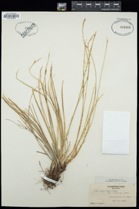 Carex geyeri image