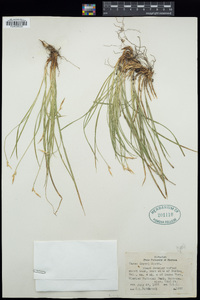 Carex geyeri image