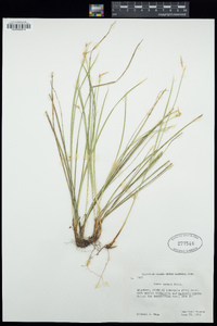 Carex geyeri image