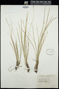 Carex geyeri image