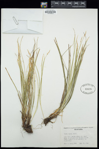 Carex geyeri image