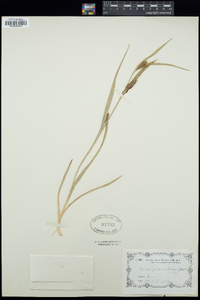 Carex glaucodea image