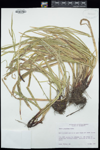 Carex gracillima image