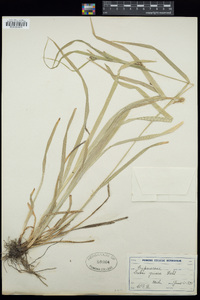 Carex grisea image