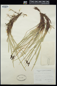 Carex scopulorum image