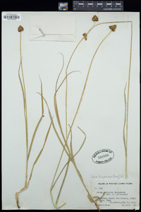 Carex haydeniana image