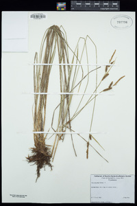 Carex haydenii image