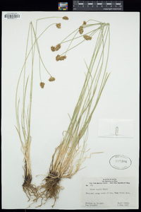 Carex hoodii image