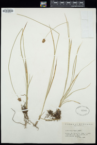 Carex hoodii image