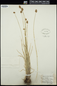 Carex hoodii image