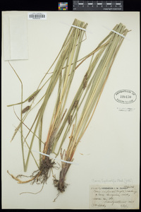 Carex hyalinolepis image