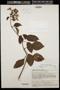 Phyllostegia grandiflora image