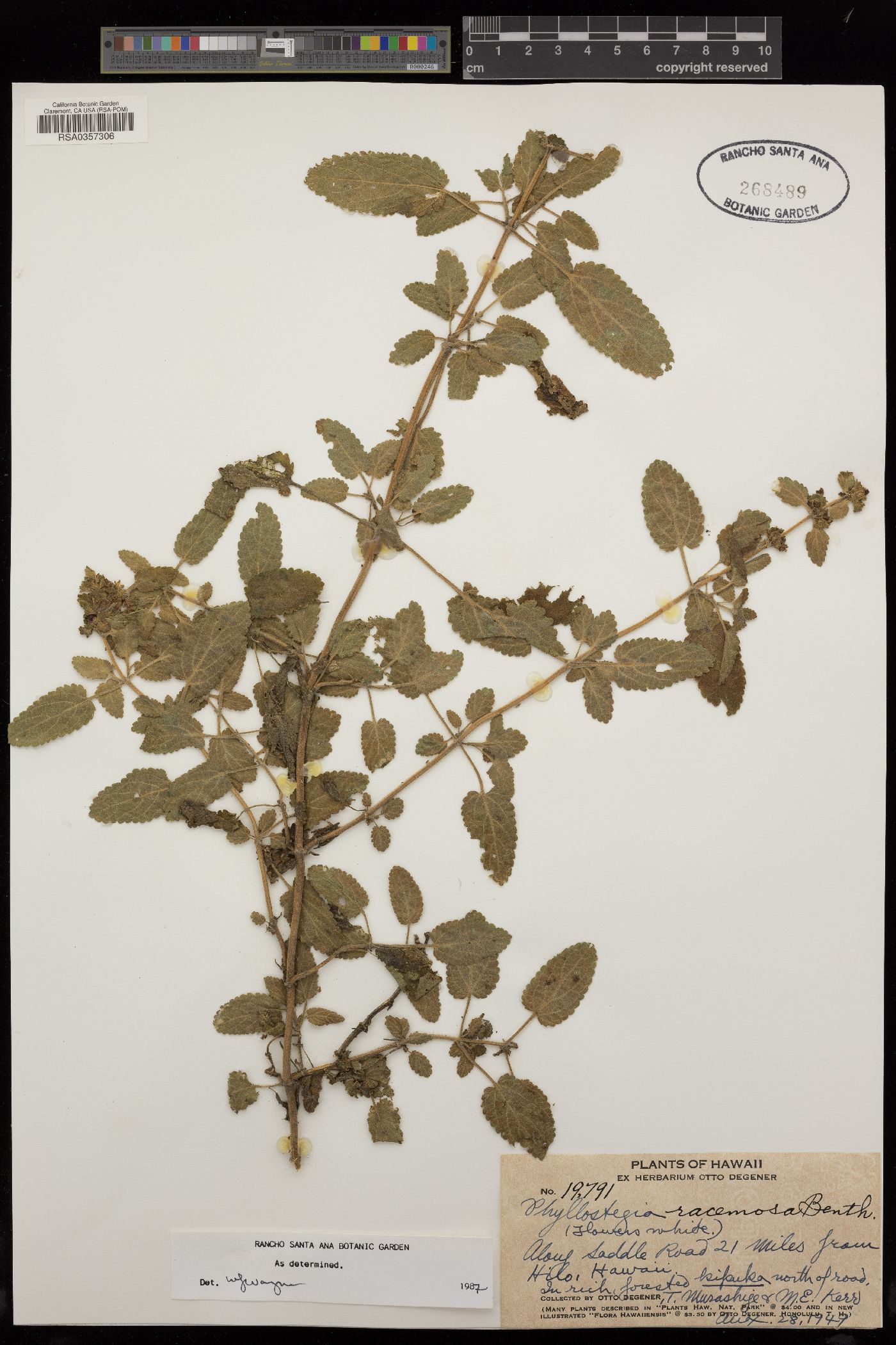 Phyllostegia racemosa image