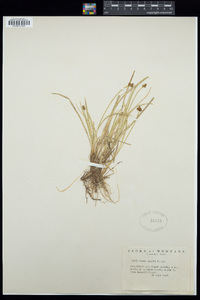 Carex illota image