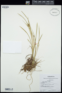 Carex illota image