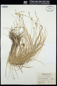 Carex incomperta image