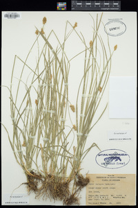 Carex integra image