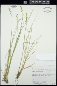 Carex interior image