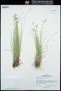 Carex interior image