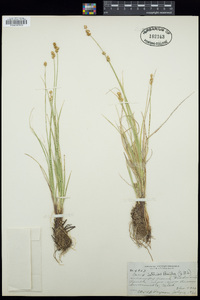 Carex interior image