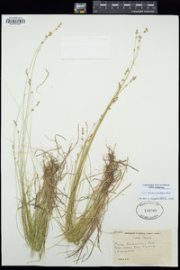 Carex brunnescens image