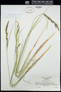 Carex lenticularis var. lipocarpa image