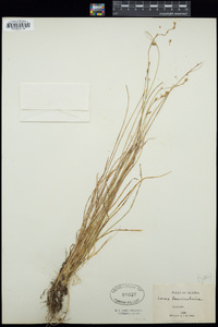 Carex laeviculmis image