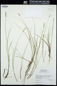 Carex laeviculmis image