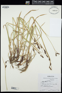 Carex luzulina image