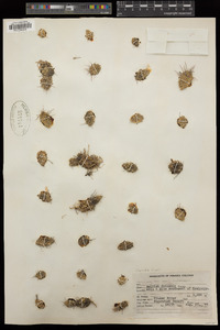 Opuntia fragilis image