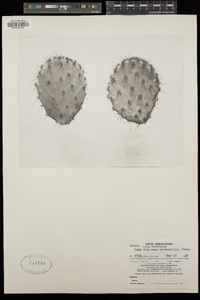 Opuntia alta image