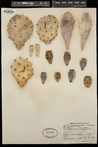 Opuntia engelmannii image