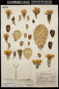 Opuntia tortispina image