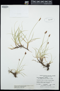 Carex arenicola subsp. pansa image