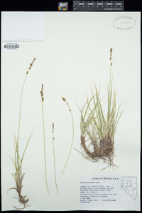 Carex parryana image