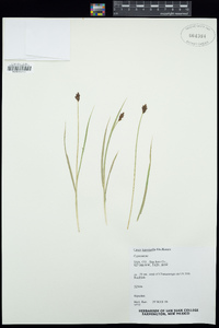 Carex leporinella image