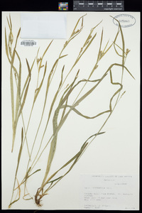 Carex leptonervia image