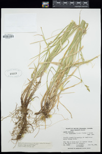 Carex leptopoda image