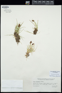 Carex lachenalii image