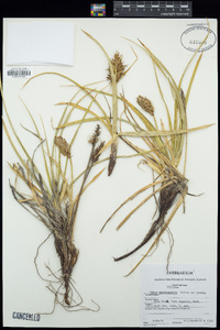 Carex macrocephala image