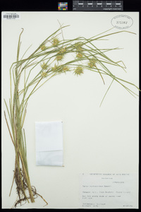 Carex michauxiana image