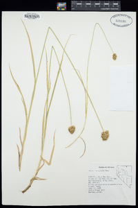 Carex microptera image