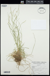 Carex muricata image