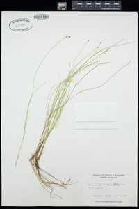 Carex echinata image