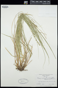 Carex muricata image